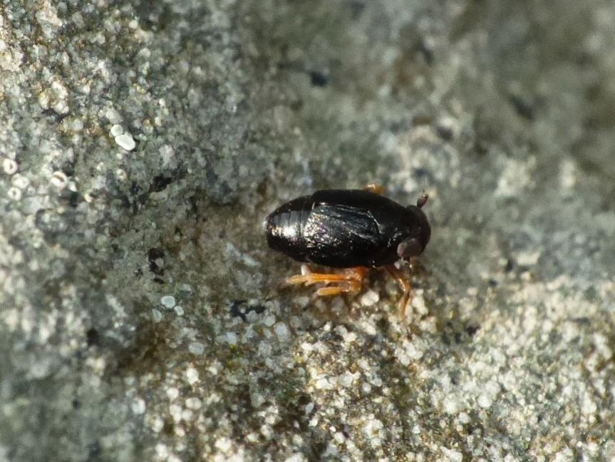 Insettino minuscolo (Delphacidae)